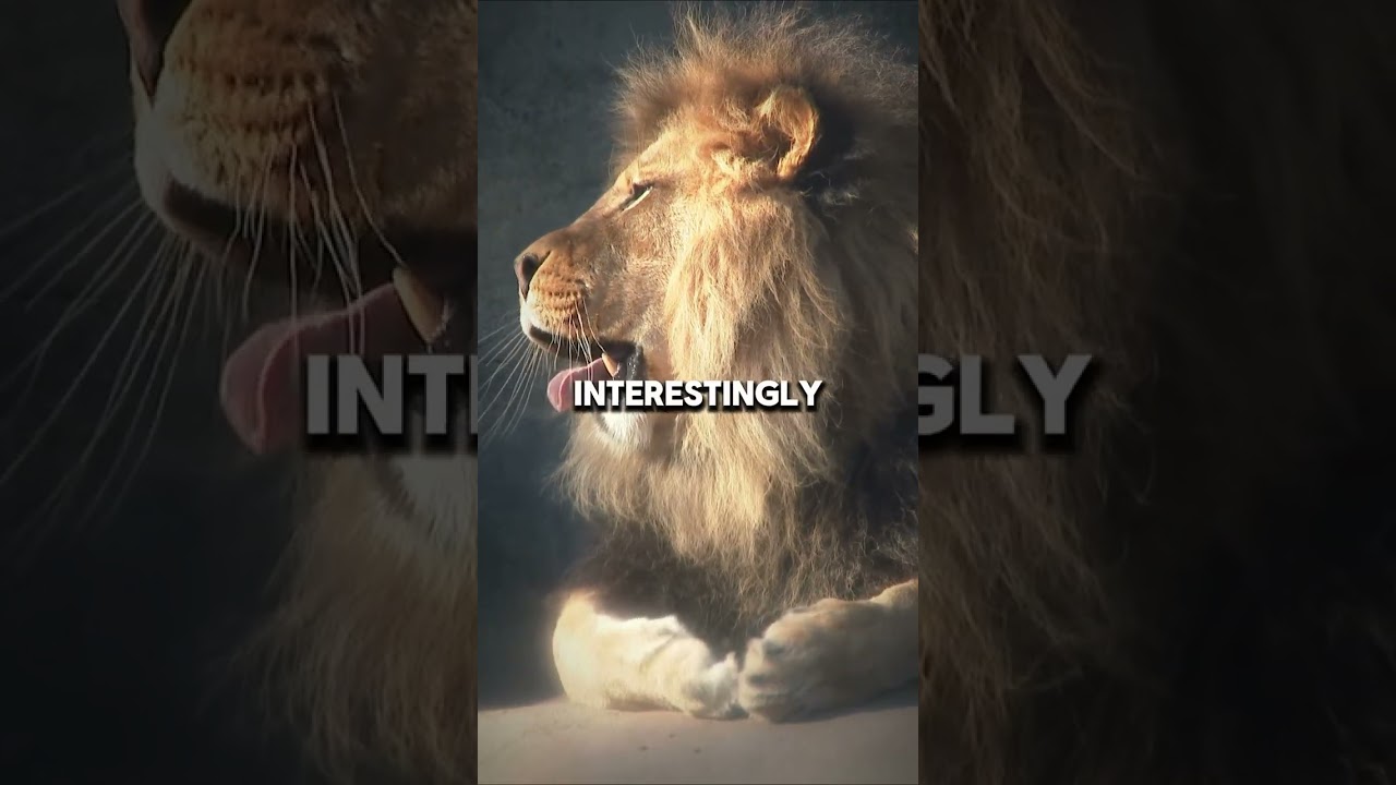 Tonton NOW OR NEVER – Lion's Secret Roar! di YouTube Tonton NOW OR NEVER – Lion's Secret Roar! di YouTube