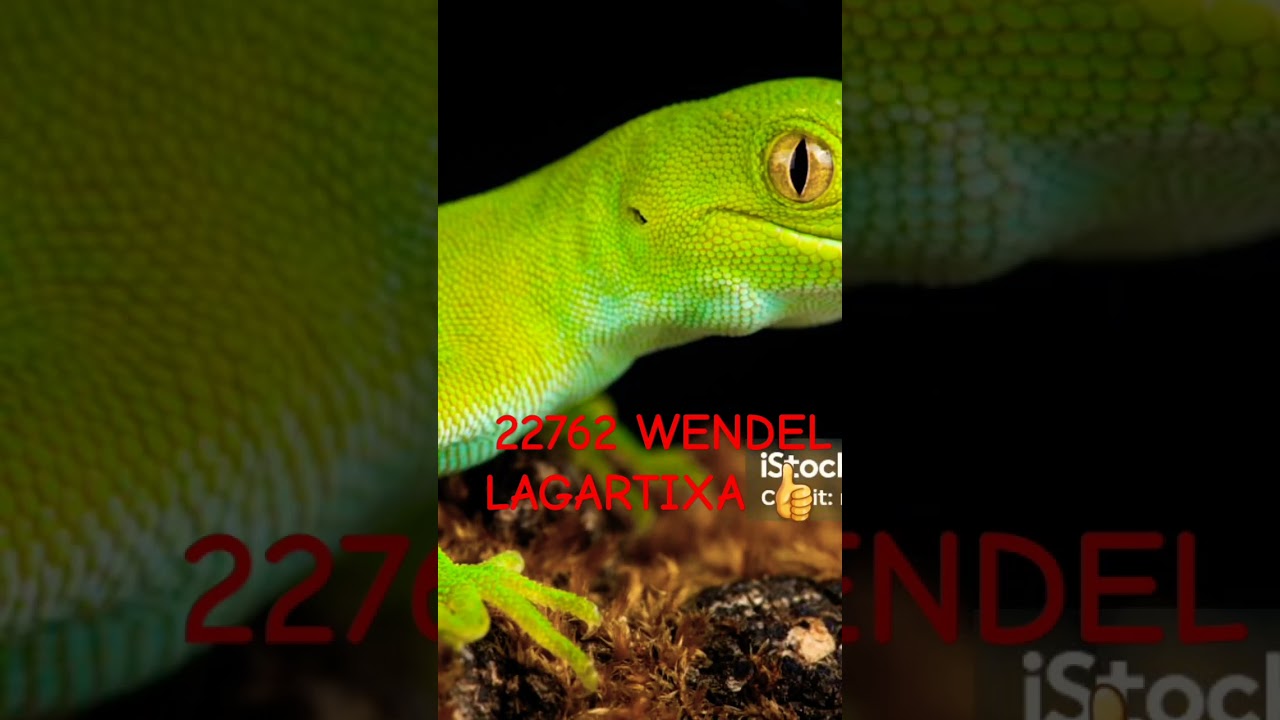 22762 WENDEL LAGARTIXA
