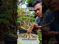 Cutting branches and making branches#bonsai #diy #nature #bonsaitree #bonsaimini #farmingtech #art