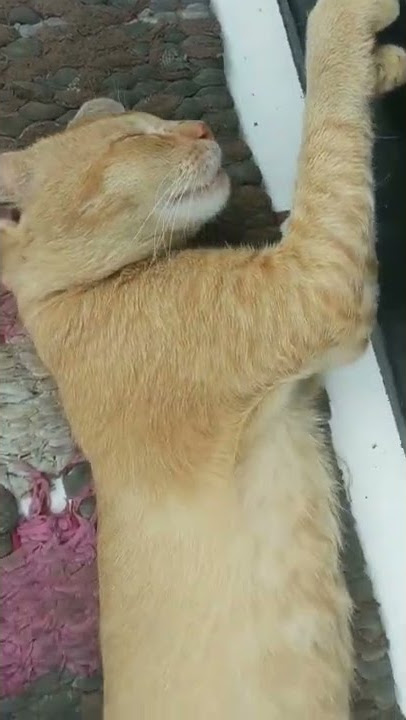 kucing oren seperti macan orange cat #shorts #viral