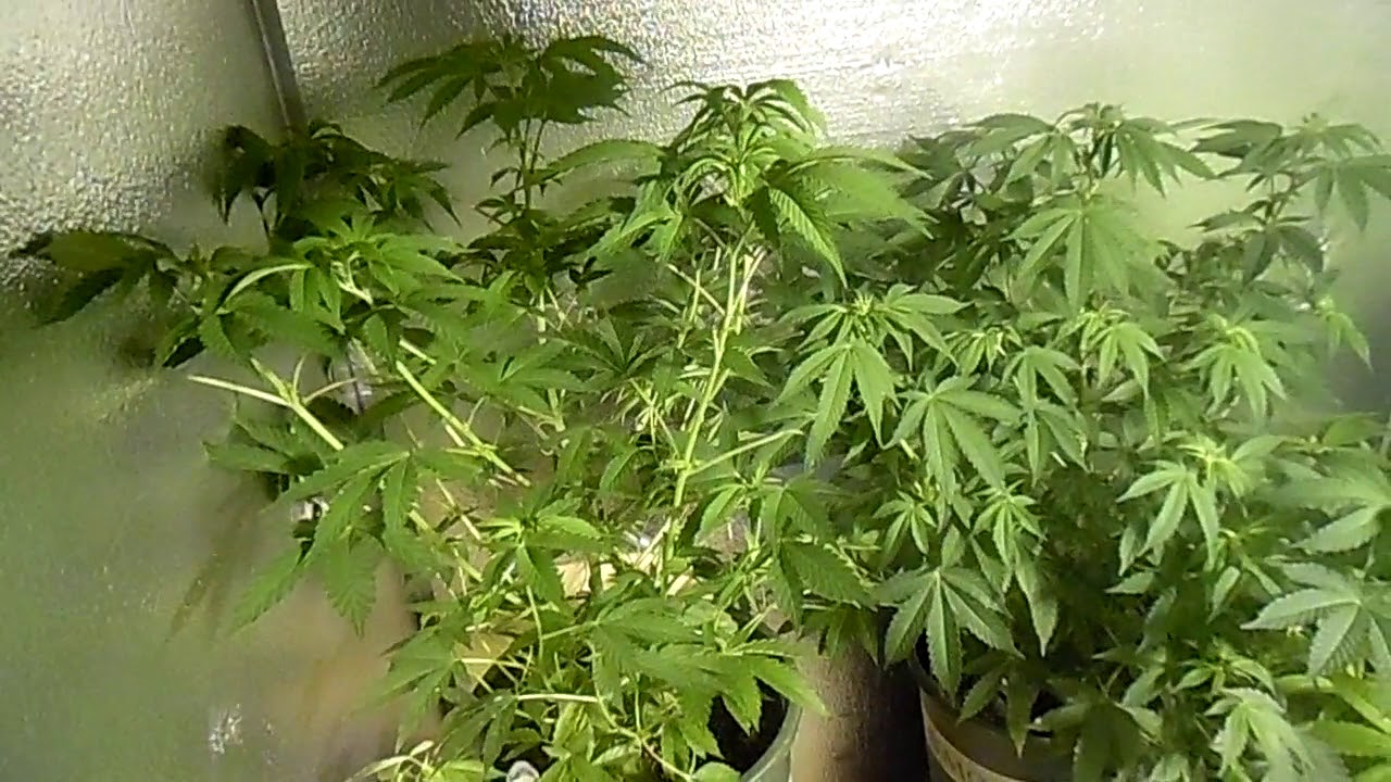 TGA Genetics  (Subcool) Seeds Update Tester Series #3