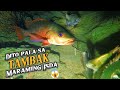 Dito  sa tambak maraming isda   episode 146  night spearfishing philippines   drins adventure