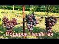 Виноград  " Подарок Несветая "