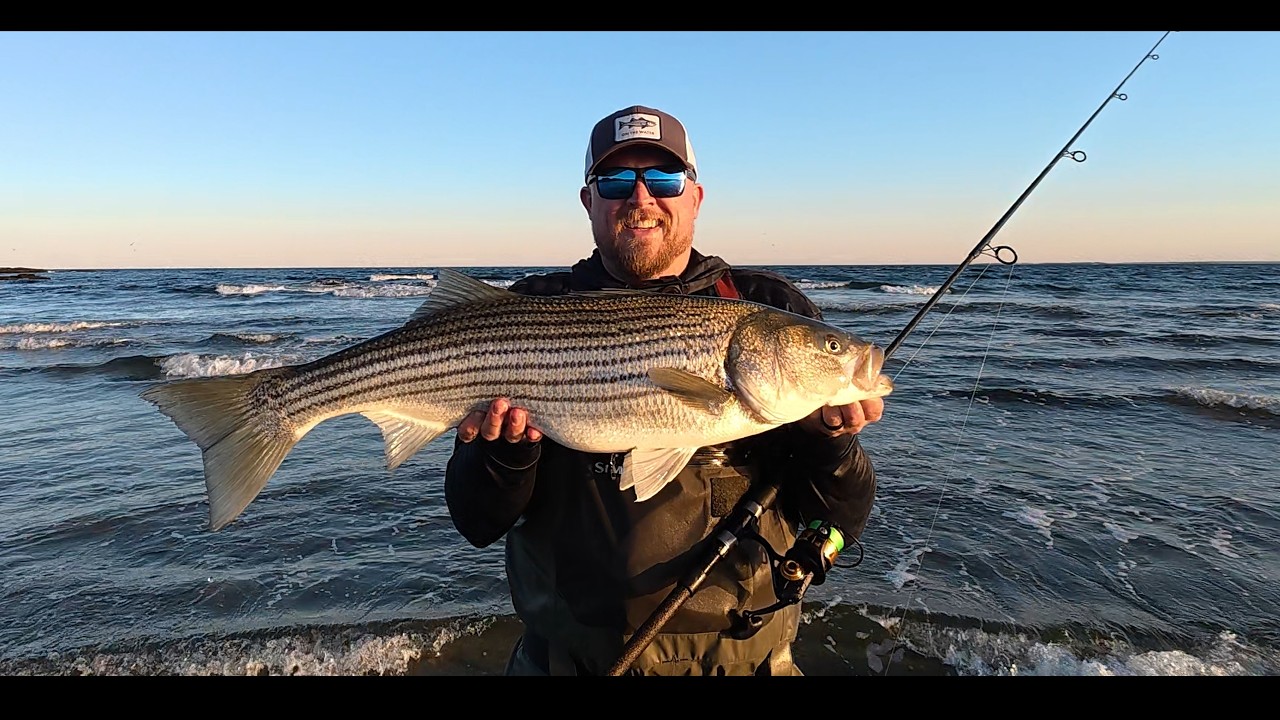 Striped Bass Surf Fishing at Sunset / Maine Stripers
