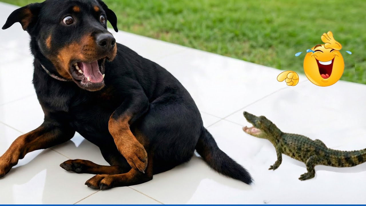 Super Funny Dog Video Clips  😹🐶 The Funniest Cat & Dog Moments Compilation 😁