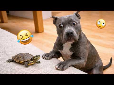 I'm 101% SURE that you will LAUGH EXTREMELY HARD- Funny Dog 2026 #353