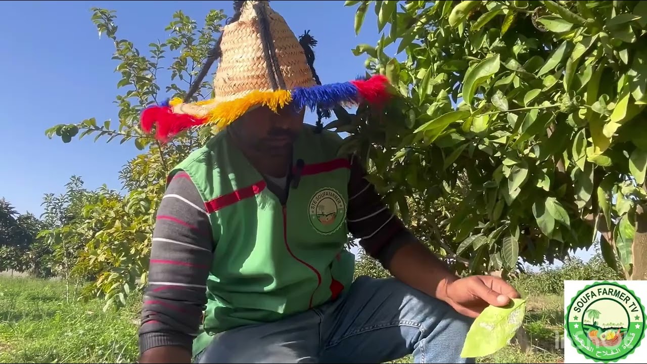 درس في تقليم شجرة برتقال صنف كليمنتين‏Leçon de taille d'un clémentinier/pruning a Clementine tree
