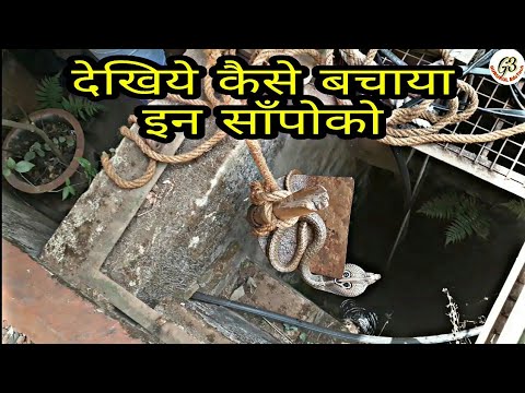 gurukulam film पानीमें गिरे साँप..सर्पमित्र निर्जरा और आनंद चिठ्ठी.. Sarpmitra family on rescue mission