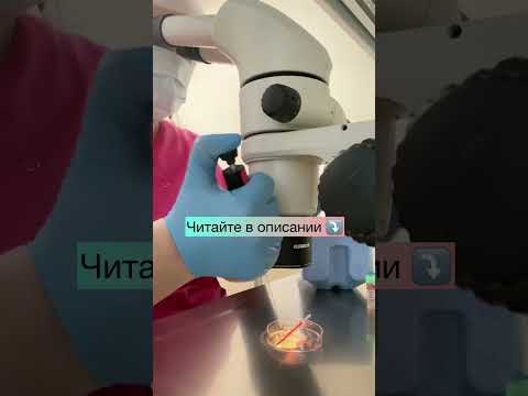 Эмбриологический этап