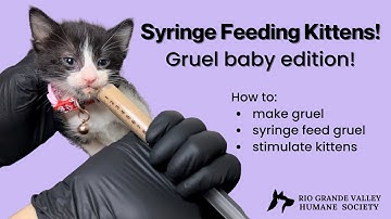 How to syringe feed kittens gruel!