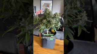 Hempfather Rqs Royal Critical Auto Tag 73 10. Blütewoche Autoflower