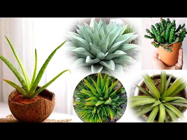 10 Plants that Look like Aloe Vera But are Not