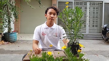 Cúc Thân Gỗ Hướng dẫn chăm sóc và sâu bệnh "Cúc trường thọ"