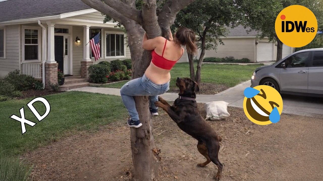 SI TE RÍES PIERDES NIVEL DIOS #407 🤣 TOP 100 VIDEOS MÁS DIVERTIDOS DE TODOS LOS TIEMPOS