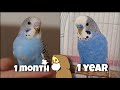 Budgie age guide  how old is my bird