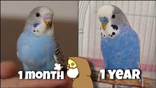 Budgie Age Guide | How Old is my Bird? by Denny the Budgie 3,488 views 1 month ago 5 minutes, 26 seconds
