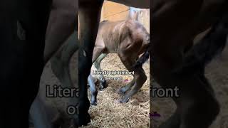 How many did you count? #foal #babyhorse #cuteanimals #funnyanimals #equestrian #sneeze #horse