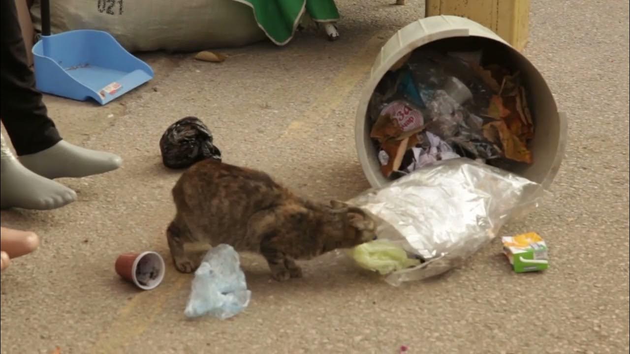 How to Keep Cats Out of Trash 3 Simple Tips YouTube