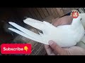 Home breed nayyab nasel kabutarlowflyer beautiful pair pigeontahir pigeon news