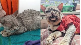 A Second Chance for a Fragile Life: Finding Love and a Forever Home.