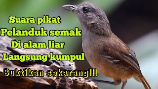 SUARA PIKAT BURUNG PELANDUK SEMAK DI ALAM LIAR DI JAMIN AUTO NYAUT