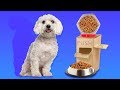 22 CUTE PET HACKS AND CRAFTS 22 CUTE PET HACKS AND CRAFTS