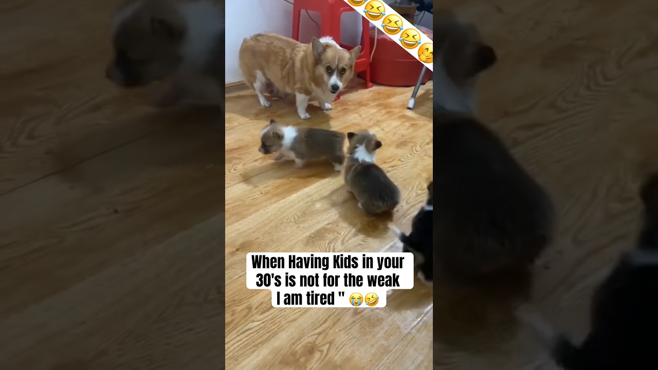 Funniest Viral Dog Meme🥴🤣