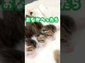 明日の私に幸あれ！うまれて数週間の3匹の子猫ver#子猫 #cat #保護猫 #猫 #まつたけ日和