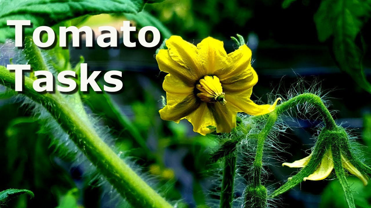 Tomato Plant Maintenance at Deep South Texas