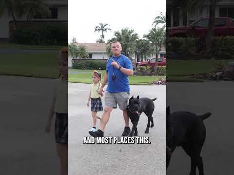 Video: Ska hundar vara kopplade offentligt?