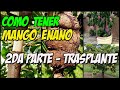 COMO TENER MANGO ENANO - TRASPLANTE 🥭🥭2da Parte