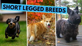 TOP 10 Dog Breeds With Short Legs