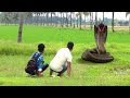 Anaconda Snake 1 in Real Life Full HD Video