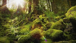 Nature Therapy: Relaxing Full Motion Forestry with Natural Sounds