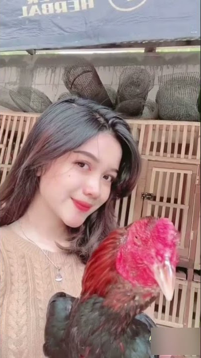 gadis cantik suka ayam jago