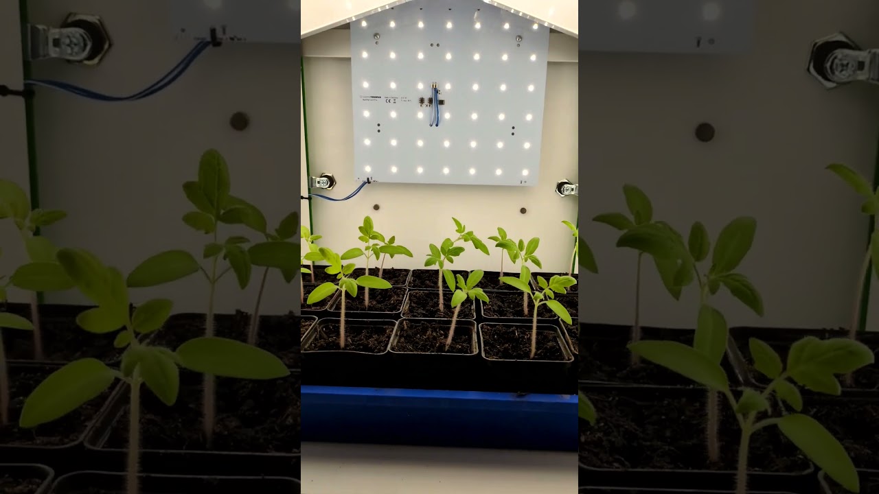 🟢 PhenoAIxpert - Phenotyping Trays with Seedlings 🌱🌱🌱🌱