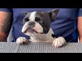 tired boston terrier puppy having a snack の動画、YouTube動画。