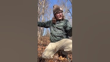 Catching a Bobcat With a Chicken! #trapping #predatorcontrol #predators #chickens