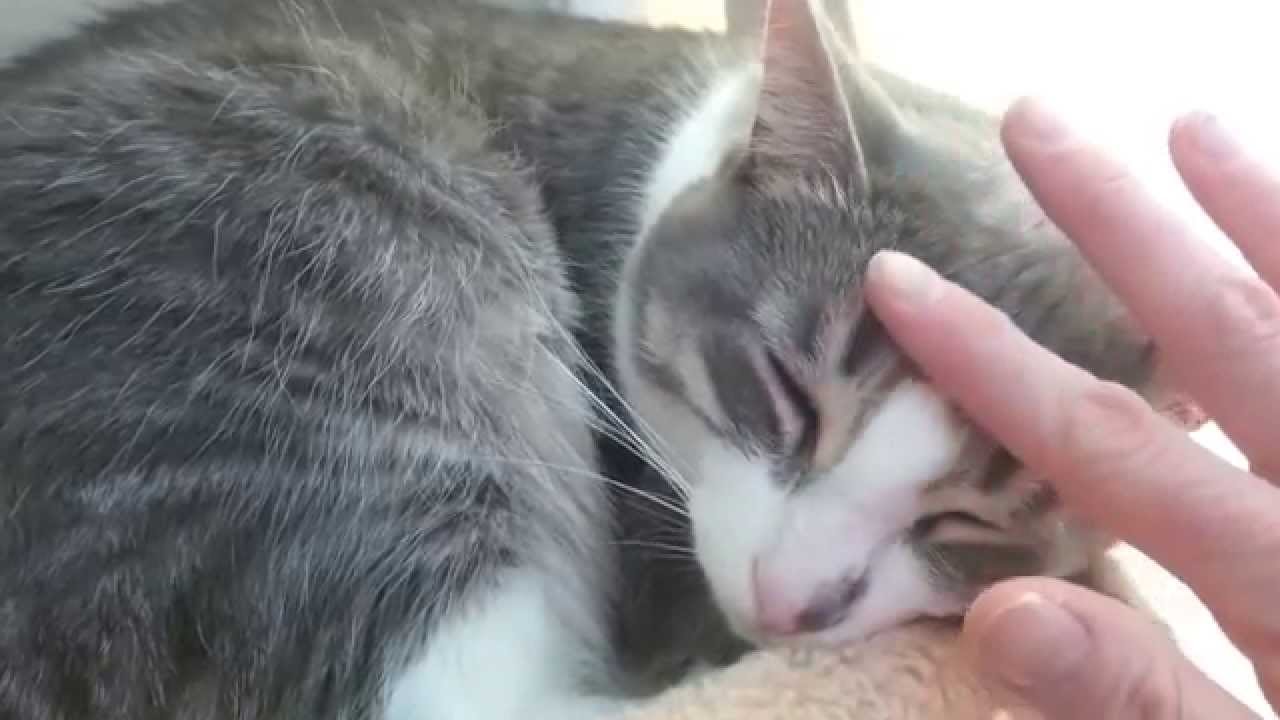 cute cats for sale Pat the Cat
