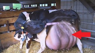 Farmer Was Stunned to Find Out What His Cow Gave Birth To