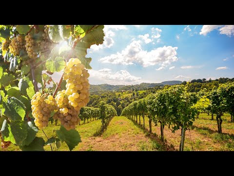 Video: Conociendo El Vino Blanco Alemán Scheurebe