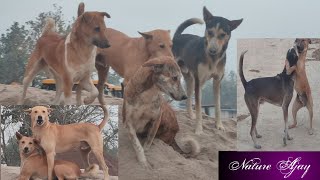 Dog Mating, Animal, Natural, Dog Fight, Naughty Dog, Birds Voice, Hunting Dog , Dog Nature Ajay