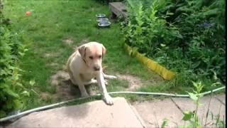 Лабрадор на даче ^^ видео Щенок спит. Дай Лапу