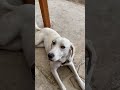 Tuza o topo que se come la milpa capturada por bombón.