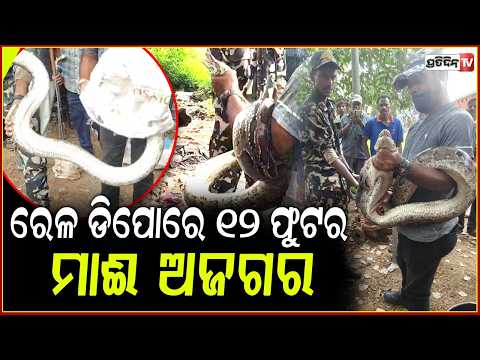 ଆରେ ବାପରେ.. ପୁରୀ ରେଳ ଡିପୋରେ ୧୨ ଫୁଟର ମାଈ ଅଜଗର କୋଉଠୁ ଆସିଲା ! 12-foot python rescued in Puri