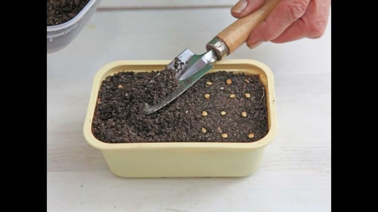 Садим рассаду помидор. Рассада как правильно посадить семена. Всходы рассады бархатцев. Посадка семян в торфяные горшочки. Посев семян на рассаду.
