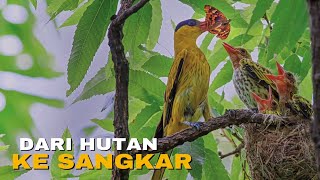 Burung Kepodang: Perjuangan Sang Penyanyi Hutan, Hingga Terpenjara dalam Sangkar 