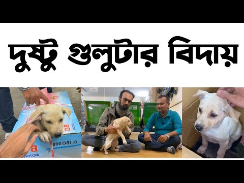 গুলুগুলু Cute Puppy এর বিদায়।Cute Puppis Videos 2024।Cute Dogs Videos 2024@RikuVlogs