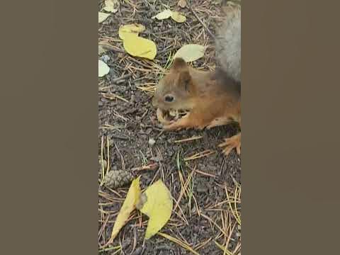У некоторых белочек не получается разгрызить целый грецкий орех. - YouTube