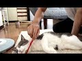 #78 ビビをブラッシング - Brushing Bibi's coat -